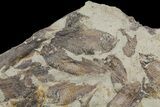 Fossil Fish (Gosiutichthys) Mortality Plate - Lake Gosiute #61569-1